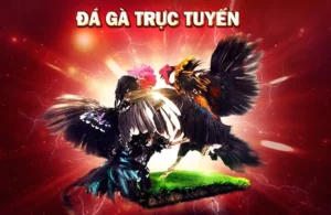 Cách Chơi Đá Gà 3D Tại VN88: Bí Kíp Thắng Lớn